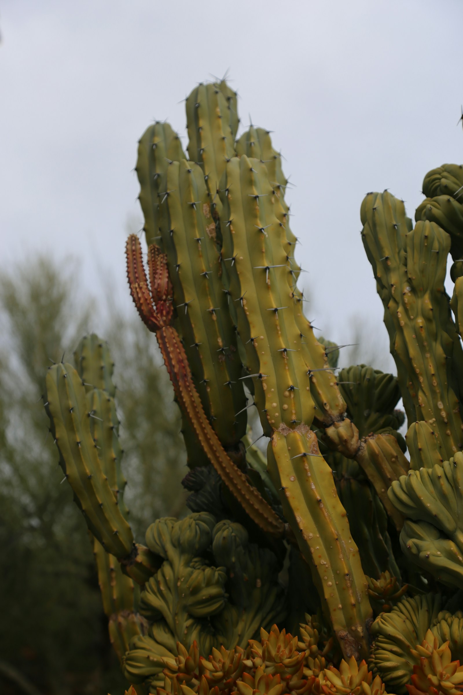 Sonoran-style front yard with saguaro and prickly pear, granite raked even, no stray weeds in the rock.