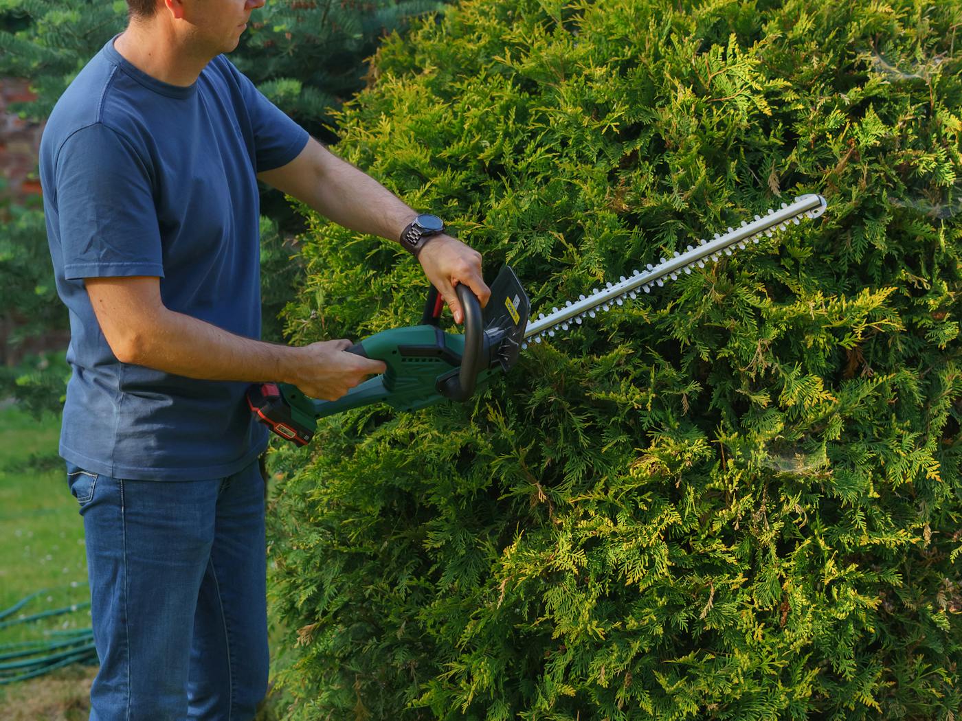 Hand-shaped hopbush hedge along a residential walkway in Sun City, pruned to keep its natural form.